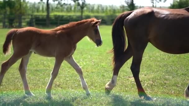 Cheval poulain et mère sur prairie verte. Voie lisse au ralenti 