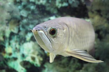 Balık denizin dibinde yüzer.