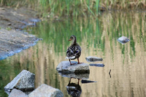 Beautiful Duck Edge Lake Lit Morning Sun — Stock Photo, Image