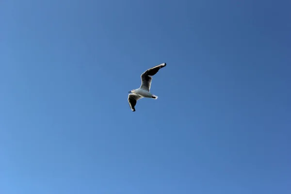 Seagull Flies Bright Blue Sky — Stock Photo, Image