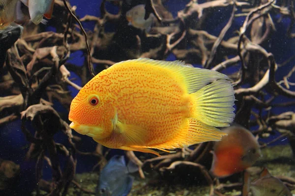Bright Yellow Fish Underwater Background Roots — Stock Photo, Image