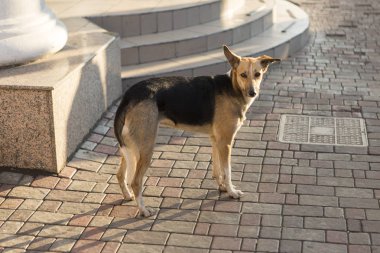 Üzgün evsiz köpek City