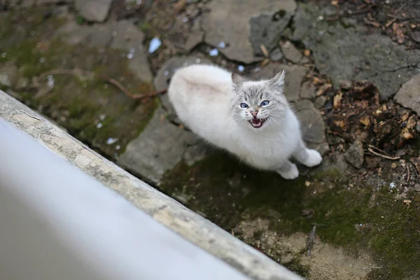 Sad white cat — Stock Photo, Image