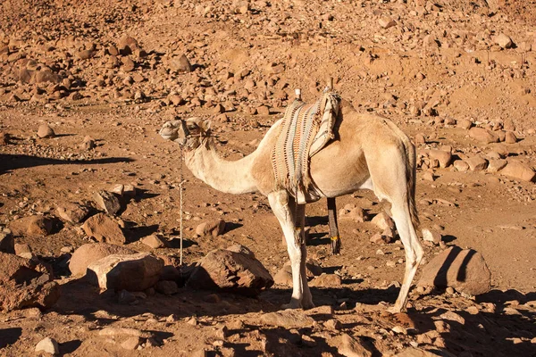 Egipt Synaju pustyni podróż kolorze Canyon — Zdjęcie stockowe