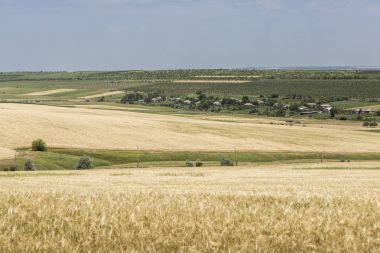 altın buğday alanları