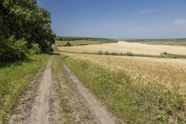 altın buğday alanları