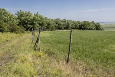 Bozkır Hills yaz alan