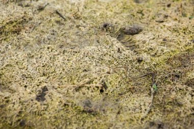 Alg şaşırtıcı doku