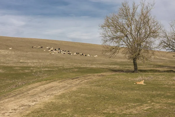 Hunde weiden Schafe in den Hügeln — Stockfoto