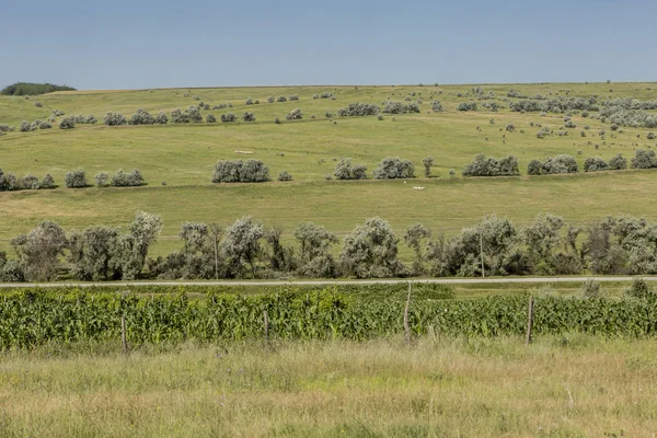 Steppe Hügel Feldsommer — Stockfoto