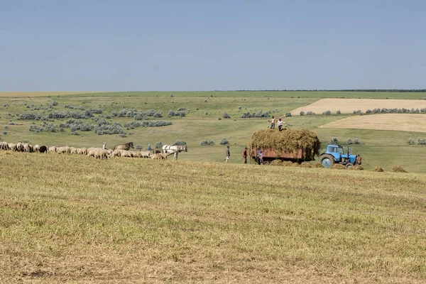 Oogsten veld steppe — Stockfoto