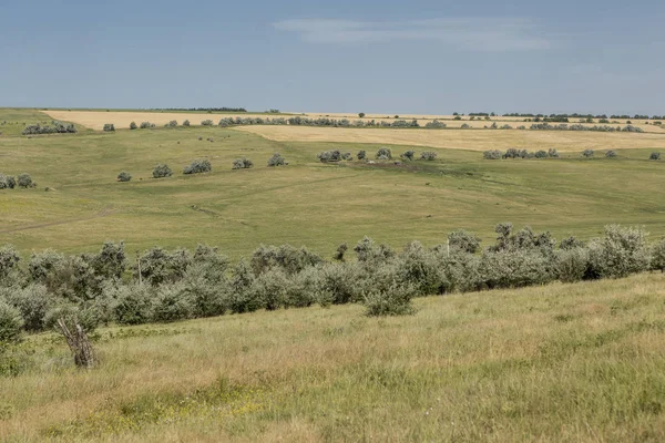 Steppe Hügel Feldsommer — Stockfoto