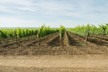 Güzel üzüm bağları yaz