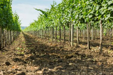 Güzel üzüm bağları yaz