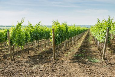 Güzel üzüm bağları yaz