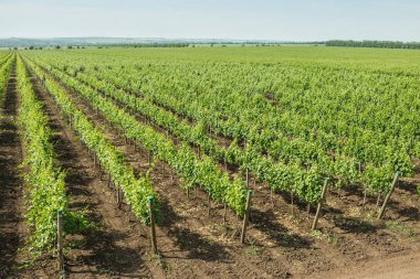 Güzel üzüm bağları yaz