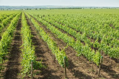 Güzel üzüm bağları yaz