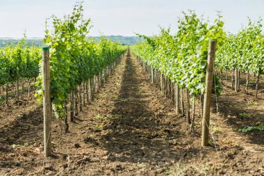 Güzel üzüm bağları yaz