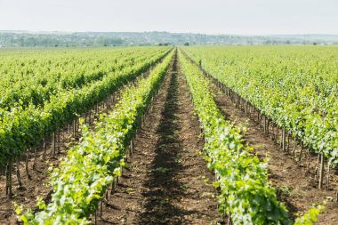 Güzel üzüm bağları yaz