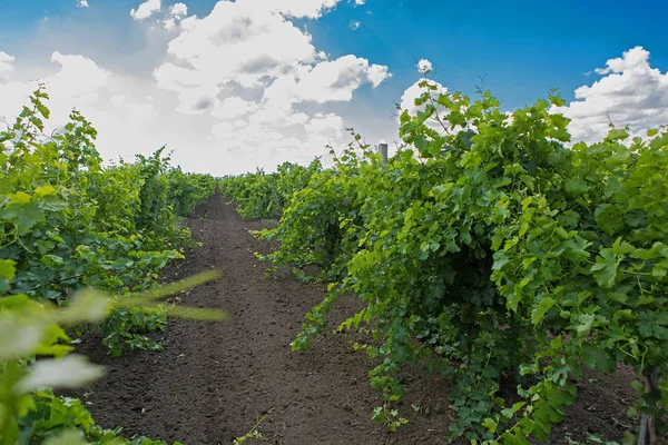Güzel üzüm bağları bulutlar
