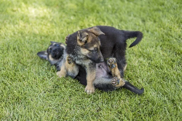 Shepherd puppies playing on the lawn — Stock Photo, Image