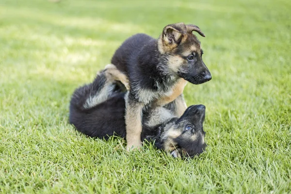 Schäferhunde spielen auf dem Rasen — Stockfoto