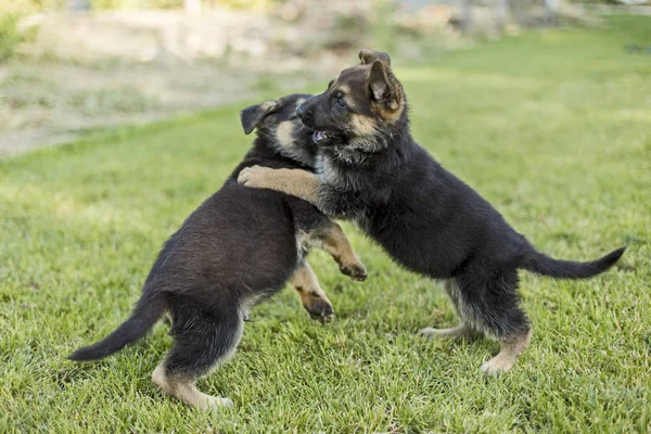 Schäferhunde spielen auf dem Rasen — Stockfoto