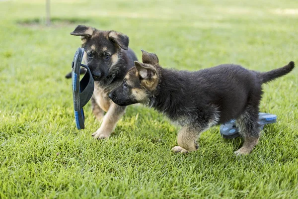 Schäferhunde spielen auf dem Rasen — Stockfoto