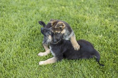 Bahçede oynarken çoban yavruları