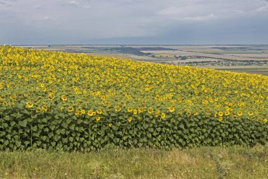 Bozkır Hills yaz alan