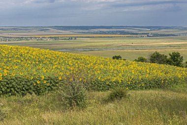 Bozkır Hills yaz alan