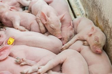 Pembe domuz, domuz çiftliği, domuz yavruları yiyelim