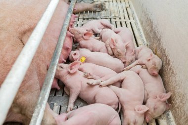 Pembe domuz, domuz çiftliği, domuz yavruları yiyelim