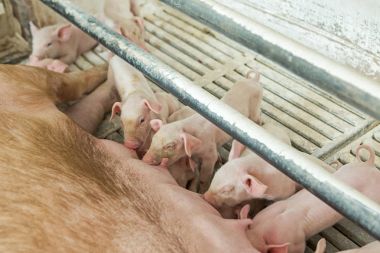 Pembe domuz, domuz çiftliği, domuz yavruları yiyelim