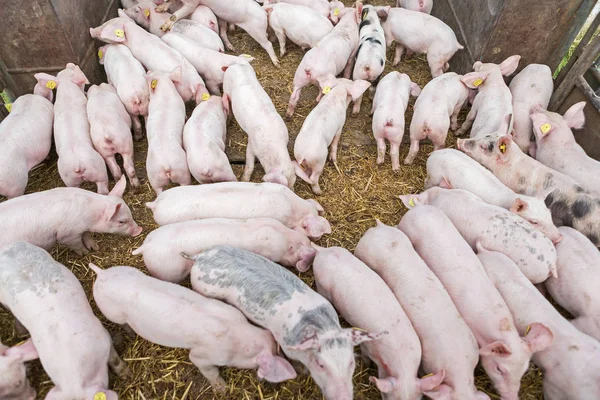 Piglets transportation, Farmer with pigs, Trailer with pigs — Stock Photo, Image