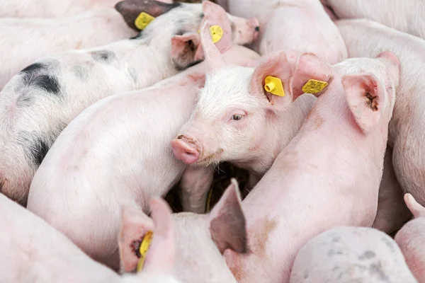 粉红猪，猪在农场，仔猪去吃 — 图库照片