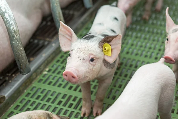 Pink pigs, Pigs on the farm, Piglets go eat — Stock Photo, Image