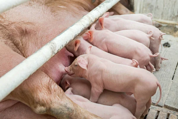Pink pigs, Pigs on the farm, Piglets go eat