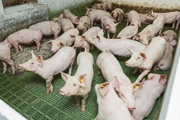 Porci roz, porci la fermă, porci merg să mănânce — Fotografie, imagine de stoc