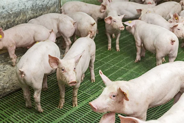 Pink pigs, Pigs on the farm, Piglets go eat — Stock Photo, Image