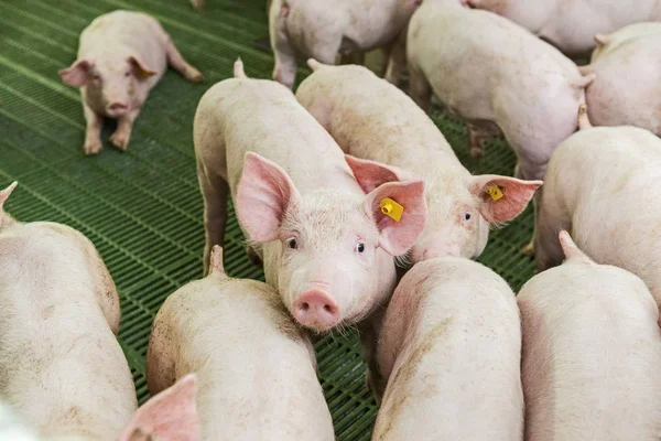 Růžová prasata, prasat na farmě, selata jít jíst — Stock fotografie