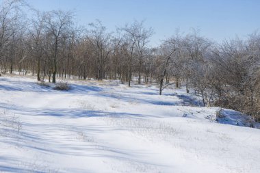 Kış masal, ağaçlar, buzlu kış sabahı