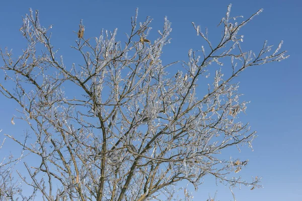 Ιστορία Χειμερινών Νεράιδων Παγωμένο Δέντρα Χειμωνιάτικο Πρωινό — Φωτογραφία Αρχείου