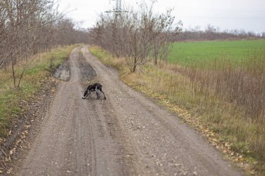 Alman domuz köpek avcı