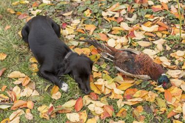 Köpek Spaniel ve sülün