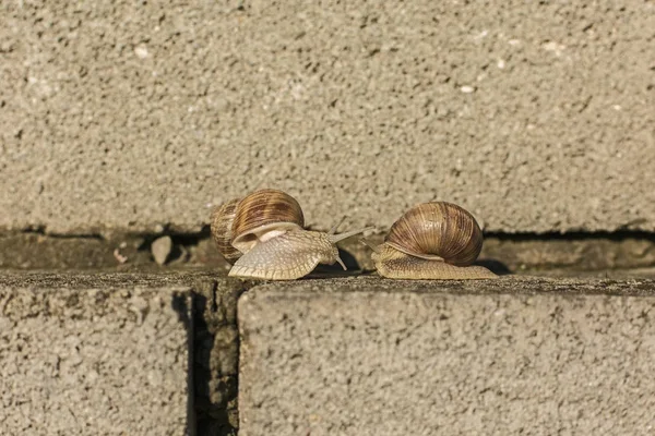 Snail Creeping — Stock Photo, Image