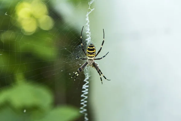 Павук Інтернеті — стокове фото