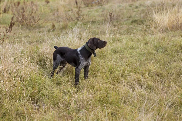 Cazador Perro Cerdito Alemán —  Fotos de Stock