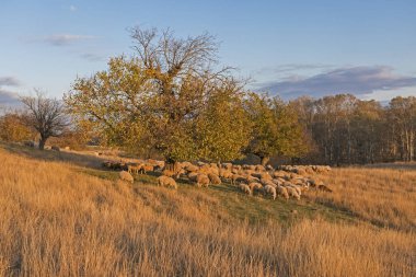 Hills, gün batımında koyun koyun otlatmaya