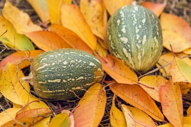 Kabak kırpma, sonbahar yaprakları, hasat, altın sonbahar